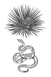 Dasylirion Cedrosanum con Vívora